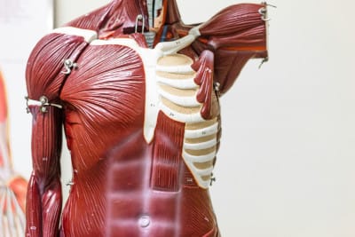 Preserving muscle: GLP1s with Bimagrumab